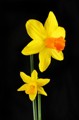 Two Daffodil flowers isolated against black