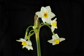 White Soleil D' Or Narcissus flowers against black