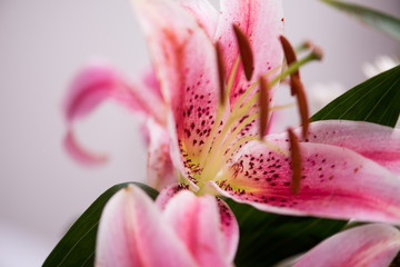 Fototapeta na wymiar close up colorful flowers