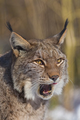 Fototapeta premium Europäischer Luchs (Lynx lynx)