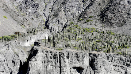 Cactus forest in los Cardones National Park near Cachi, Argentina.