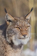 Europäischer Luchs (Lynx lynx)