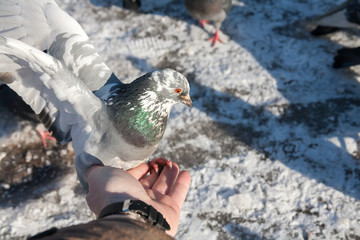 Fototapeta premium the pigeon sits on a hand of the person