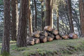 Cut wood in the forests