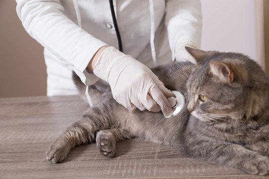 Cat At Vet's Office