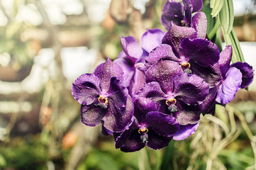 blossom violet vanda orchid