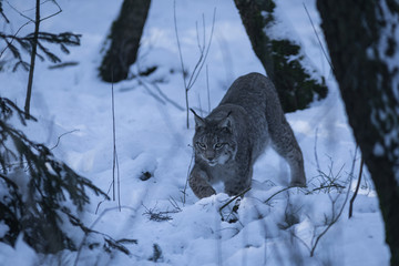Obraz premium Europäischer Luchs im Schnee