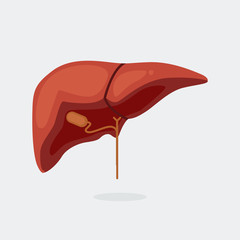 Liver vector illustration