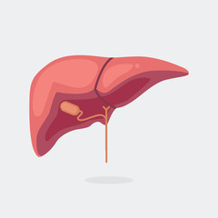 Liver vector illustration