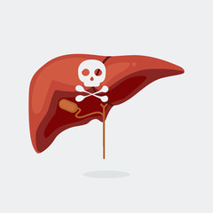 Liver vector illustration