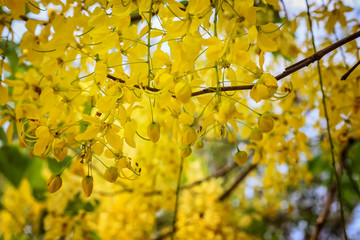 Golden shower(Cassia fistula) in Thailand .
