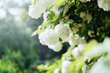 Foto op Plexiglas Beautiful large white hydrangea paniculata blossoms © Nadia