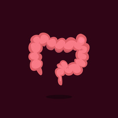 Large intestine vector illustration