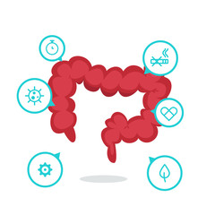 Large intestine vector illustration