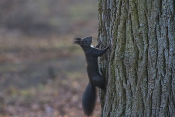 Eichhörnchen am Baumstamm