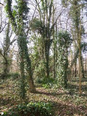 Creepers growing on the trunks of trees