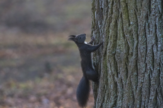 Eichh&ouml;rnchen am Baumstamm
