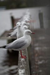 seagulls in a row