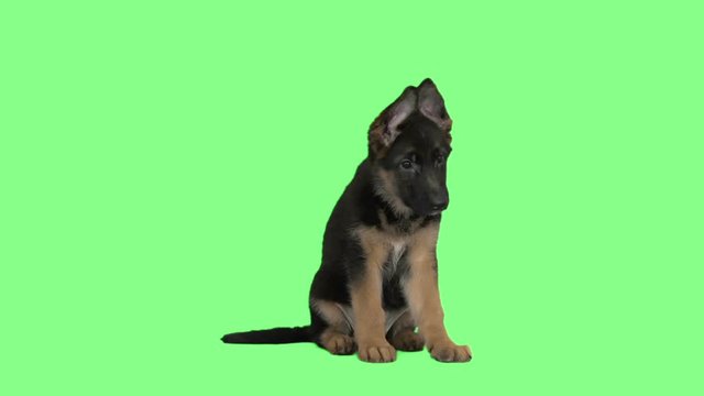 Funny German Shepherd puppy looks and lickens on a green screen