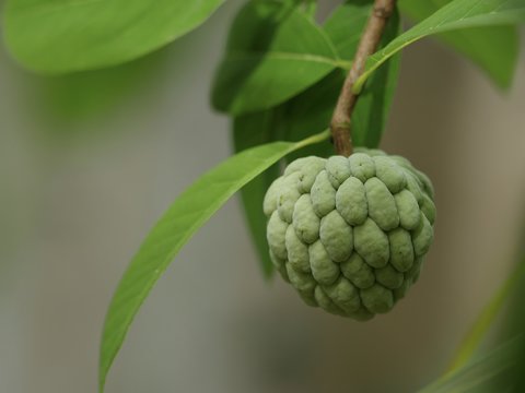Zatte sur une branche de pied de zatte, jardin cr&eacute;ole, La R&eacute;union
