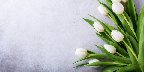 Beautiful white tulips on light gray stone background. Spring and Easter holiday concept with copy space. Banner.