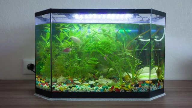 House aquarium with fishes. Timelapse