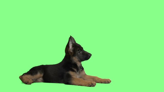 puppy lies, looks and lickens on a green screen