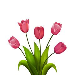 Fototapeta premium Tulip bouquet. Vector illustration. Spring flowers isolated on white background.