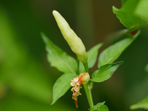 Petit piment blanc, jardin cr&eacute;ole, La R&eacute;union