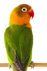  fischeri lovebird parrot