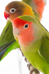 portrait lovebird