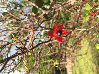 Red Apricot blossom on Tet holiday in Vietnam