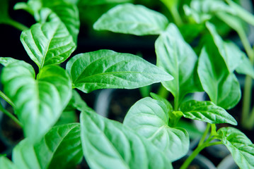 Seedlings pepper leaves closeup