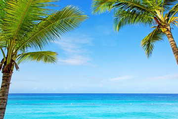 Fototapeta na wymiar Beautiful palm trees and caribbean sea.