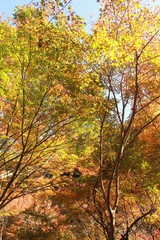 小田深山渓谷　紅葉