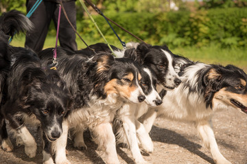 Walk with many dogs - Border Collies