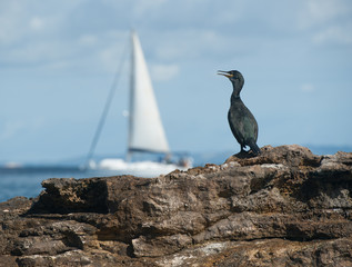 cormorant on the rock in formentera