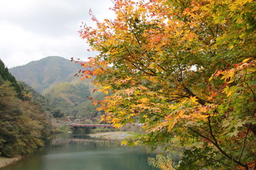 Obraz premium 小田深山渓谷 紅葉