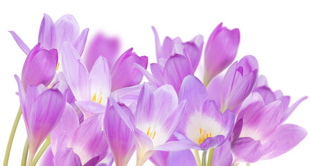 group of large lilac crocus flowers isolated on white