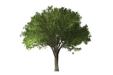 tree on white background.
