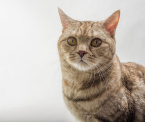 British Shorthair cat Close-up