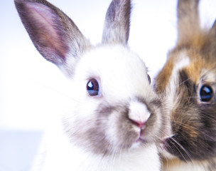 Obraz premium Easter rabbit on the white background