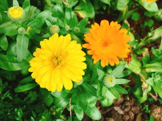 Yellow flower