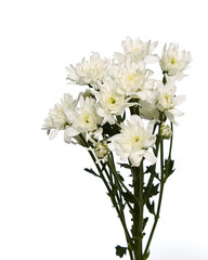 Obraz na płótnie Canvas white chrysanthemum flower