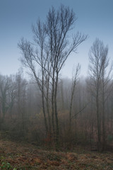 Obraz na płótnie Canvas Nebel am Morgen