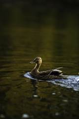 Fototapeta premium Duck on the river 