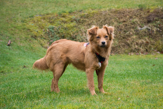 Hund in Gedanken