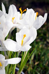 Closeup of white crocus, harbinger of spring