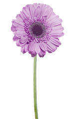 Fototapeta premium lilac gerbera flower on green stem