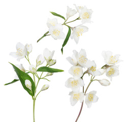 isolated three jasmine branches with blooms and buds